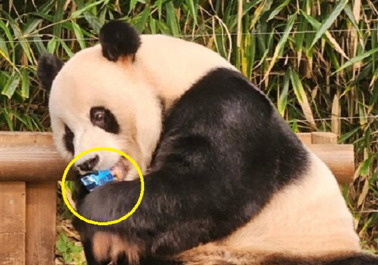 지난 26일 관람객이 러바오 방사장에 떨어진 파란색 버스 모양 장남감을 입으로 깨물고 있다. 다행히 러바오는 장난을 입으로 물었을 뿐 삼키지 않았다.  온라인 커뮤니티 캡처